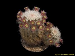 Echinocereus russanthus ssp. fiehnii 745